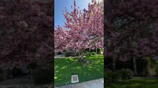 Beautiful fruitless cherry blossom tree #shorts