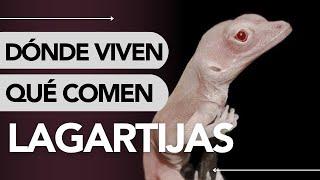 Dónde VIVEN y QUÉ COMEN las LAGARTIJAS  ¡SORPRENDENTE!