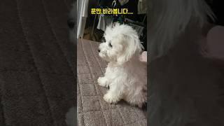 엄마 기다리는 강아지 춘밤이 #비숑 (Chunbam, a puppy waiting for its mother)