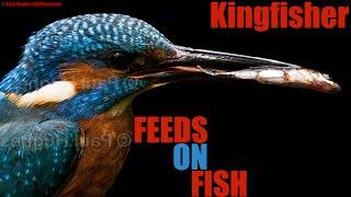 Avian animals that are known as kingfishers are catching and devouring fish in predator-prey scenes