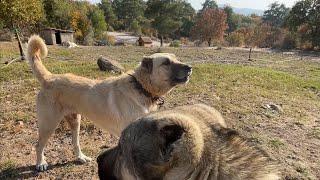 KANGAL SERGEANT AND THE BANDIT MAY COME INTO EACH OTHER AT ANY MOMENT, THE ENVIRONMENT IS VERY TENSE