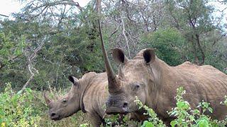 A White Rhino with an Extraordinary Horn