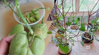 CHAYOTE Plants growing INDOOR || What you need to know || 3-month old Chayotes in bags