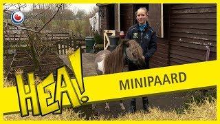 HEA! Minipaard