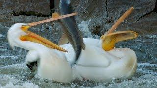 Pelican's Fishing Fail | Earth's Great Rivers | BBC Earth