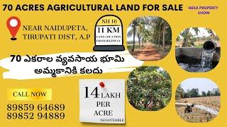 70 acres agriculture land for sale in tirupati district andhra pradesh | land for sale