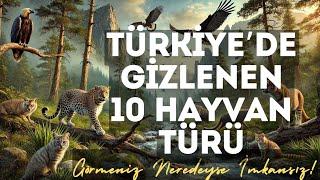 Türkiye’de Gizlenen 10 Hayvan Türü: Görmeniz Neredeyse İmkansız!