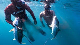 Chasing Yellowtail Kingfish SPEARFISHING