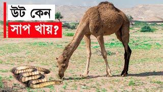 উটের অলৌকিক ক্ষমতা এবং উট সম্পর্কে অজানা তথ্য | Unknown information about camels