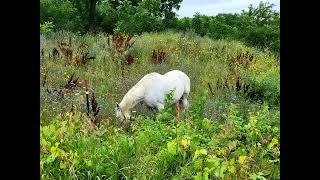 Splendid Things On The Sugar River in Southern Wisconsin and Northern Illinois