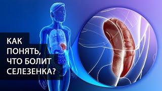 Что такое селезенка? Для чего нужна? Как понять что она болит? Какие бывают заболевания и проблемы?