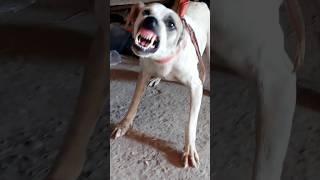 Aggressive dog sound shorts video #shorts #dogsound #dogbehavior