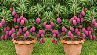 LIVEMANGO TREE Growth Hacks for Busy Gardeners Like You! #livestream #live