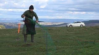 Hunting rabbits with Molly the Machine - Working Lurcher and Ferrets