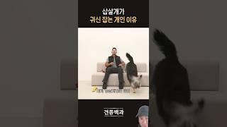 삽살개 귀신 잡는 개인 이유 강형욱 강아지교육 강아지훈련 #강아지 #댕댕이 #동물농장강아지 #반려견 #애견영상 #강아지브이로그 #동물키우기 #푸들 #서울강아지분양
