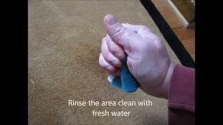 How To Remove Pet Stains & Odors From Carpet & Rugs