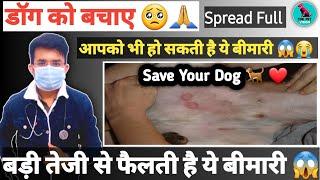 Ringworm से बचाए डॉग को  || Prevention From Ringworm In Dogs || आपको भी हो सकती है Save Yourself 