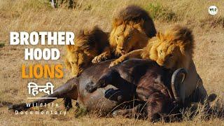 Brotherhood of Lions - हिन्दी डॉक्यूमेंट्री | Wildlife documentary in Hindi