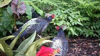 Himalayan Kalij Pheasants