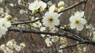 사모(by나훈아) 김복수panflute