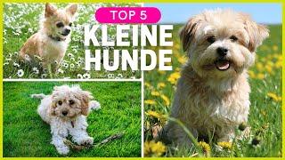 Top 5 kleine Hunderassen | Kleine Hunde zum verlieben! 