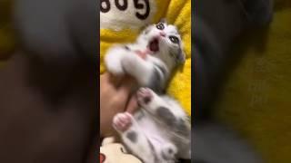 Funny Cute Cats 