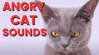 Angry Cat Sounds For 12 Hours ~ Cat Meowing Sound Effect ~ In Slow Motion