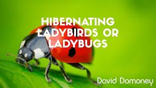 Hibernating Ladybirds/Ladybugs