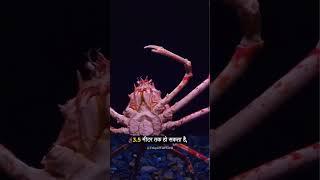 Japanese Spider crab - The Gaint of the Deep sea