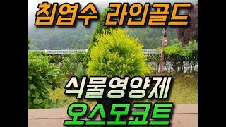 [침엽수 키우기 팁] 라인골드와 식물 영양제 오스모코트