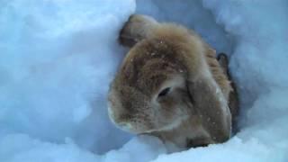 Rabbits playing in the snow!