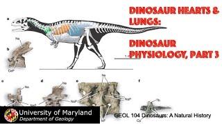 Lecture 35 Dinosaur Hearts and Lungs: Dinosaur Physiology 3