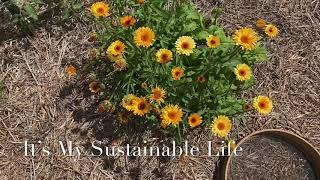 Harvesting Calendula Flowers