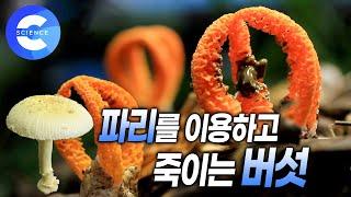 파리를 죽음으로 몰고 가는 '파리버섯'  | 버섯이 방어기제가 뛰어나다고? 진화하는 버섯 | 독버섯