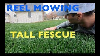 Reel mowing TALL GRASS