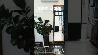 제주도 서쪽에 골때리는 부동산