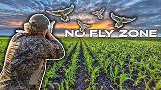 DOVE HUNTING in a HEAVILY POPULATED FIELD!!!