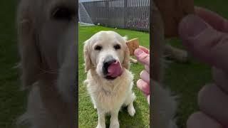 How Gentle Can Sonny the Golden Retriever Be? #shorts