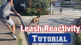 Watch a leash reactivity session//no treats or shocks!