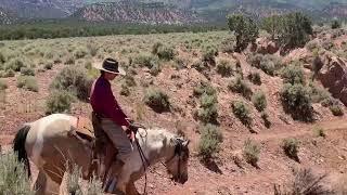 Trail Ride Day on Rico, a Two Year Old Horse in Training at Rising K Ranch