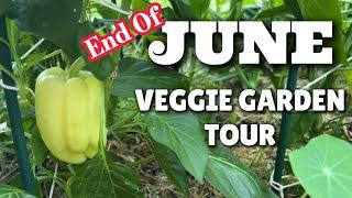 Garden Tour zone 7 Backyard Homestead Garden 2nd year