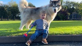 Baby Boy Loves To Play Ball With Giant Husky