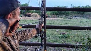 BOW HUNTING HOGS IN A CATTLE YARD!! TEXAS HOG HUNTING/ 6 pigs down!!!