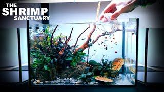 The Shrimp Sanctuary: NEW Shrimp Setup for Neocaridina Aquascape Tutorial