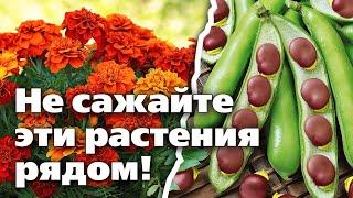 СОВМЕСТИМОСТЬ РАСТЕНИЙ.  Хорошие и плохие соседи