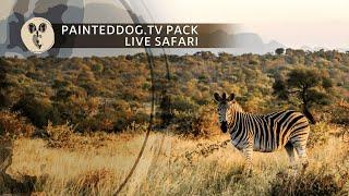 LIVE Safari Sponsored by the Painteddog.tv Pack | 25 June 2024