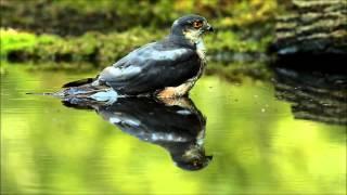 Eurasian Sparrowhawk (Accipiter nisus) bathing