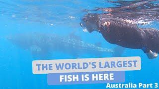 Western Australia Travel Guide - Whale Sharks, Turtles, Manta Rays! Monkey Mia, Coral Bay, Exmouth