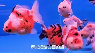 養金魚要知道的事