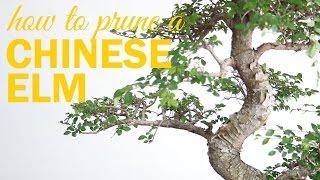 How to Prune a Chinese Elm Bonsai : 2 Key Techniques